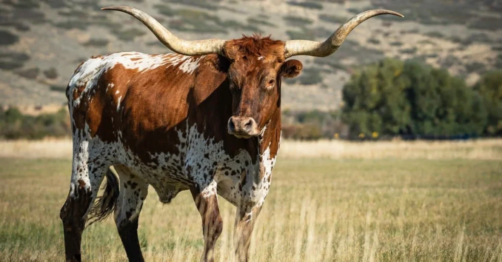 Popular Names for Steers