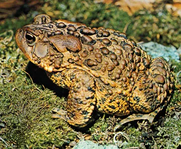 Popular Names for Toads