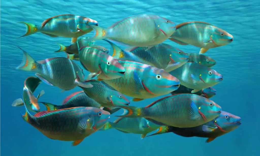Popular Saltwater Fish Names