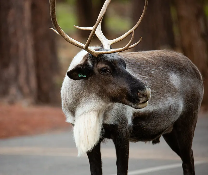 Reindeer Names Christmas