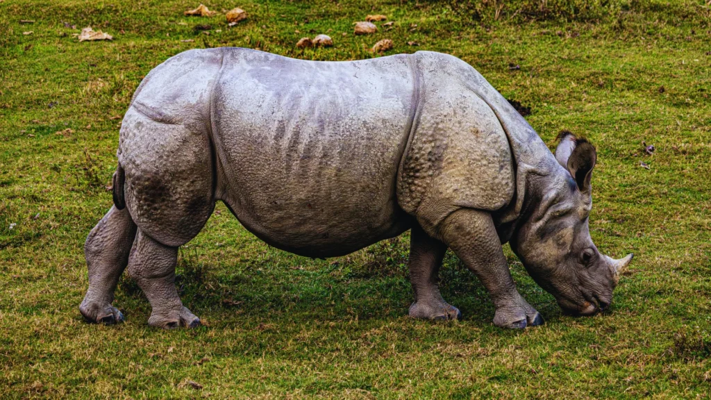 Rhino Pet Names