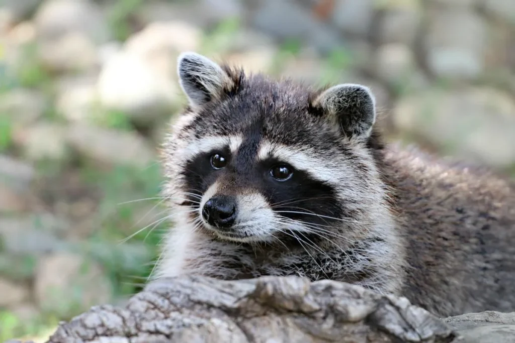 Rocket Raccoon Names
