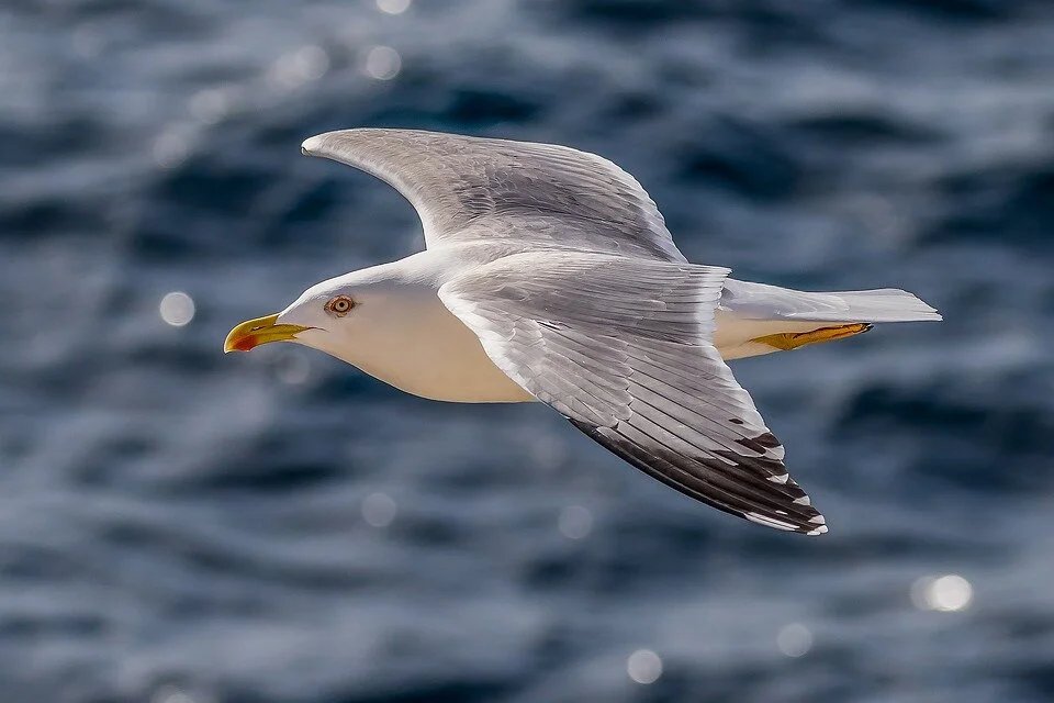 Seagull Names With Meanings