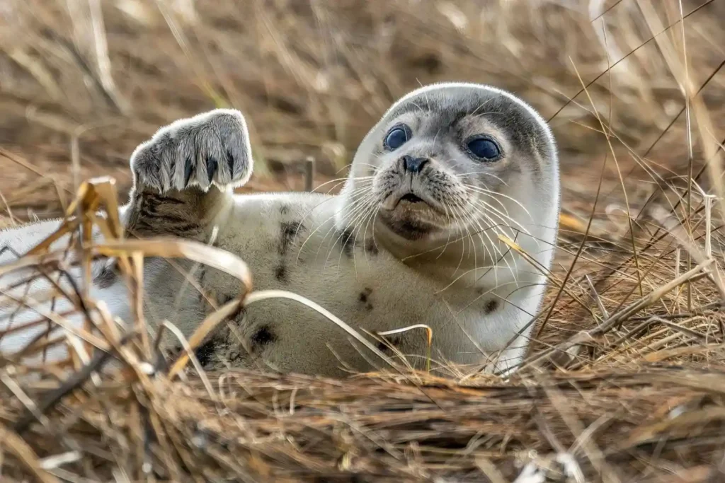 Seal Names Japanese