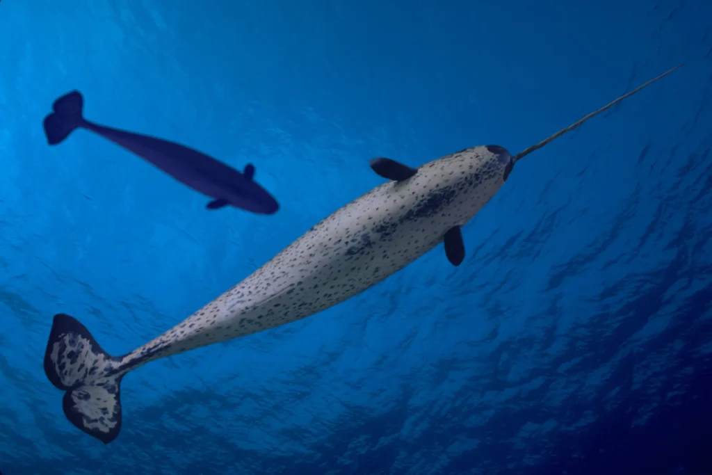 Silly Narwhal Names