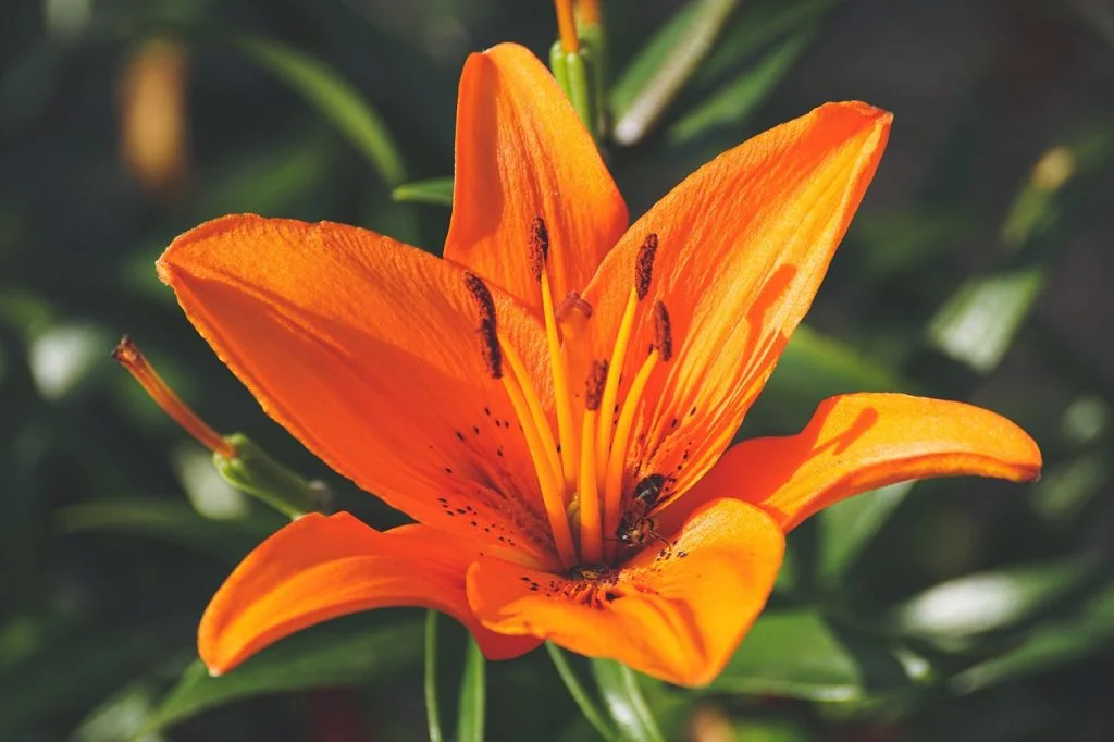 Soft Lily Names