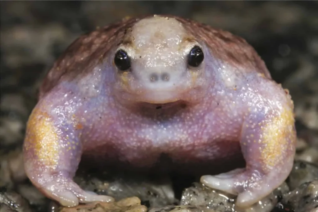 Spotted Frog Names