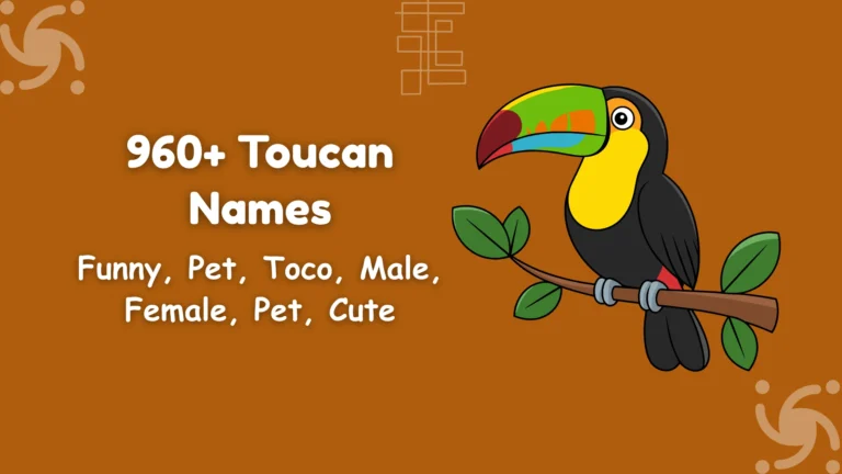 Toucan Names