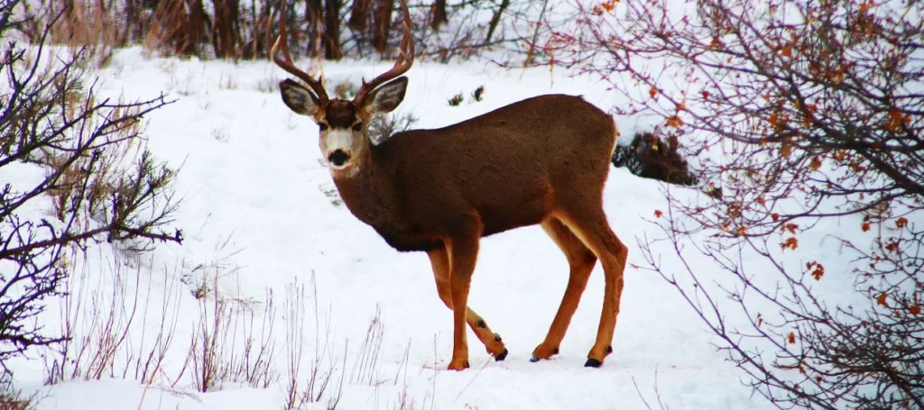 Tough Hunting Names