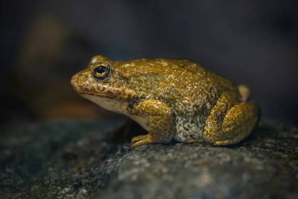 Unique Frog Names