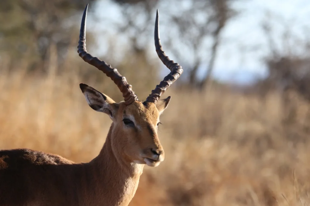 Unique Hunting Names