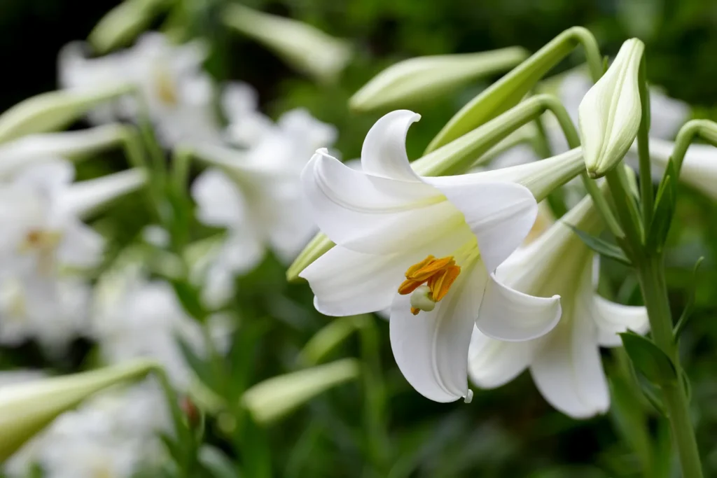 Unique Lily Names