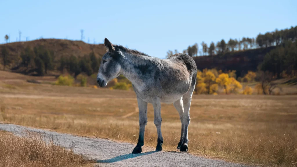 Unique Mule Names