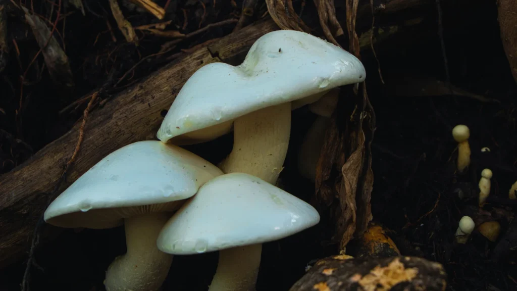 Unique Mushroom Names