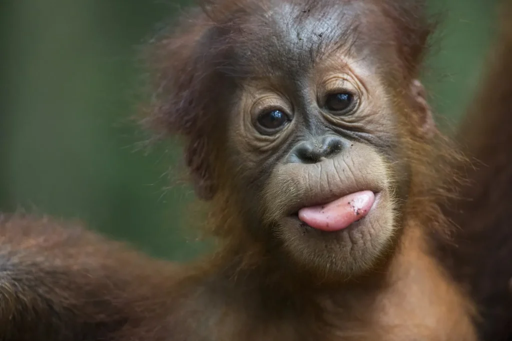 Unique Orangutan Names