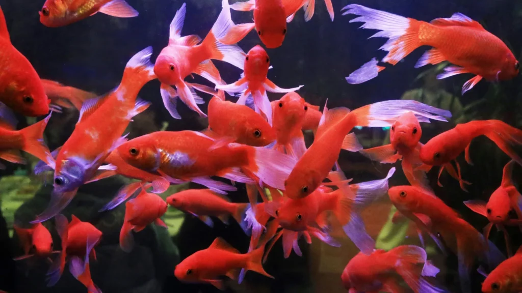 Unique Red Fish Names