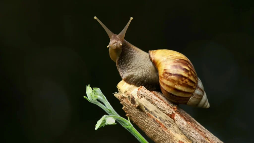 Unique Snail Names