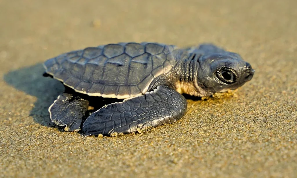 Unique Turtle Names
