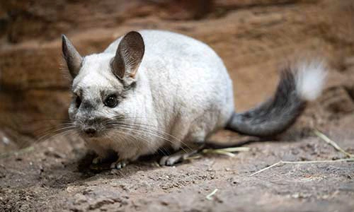 Unisex Chinchilla Names