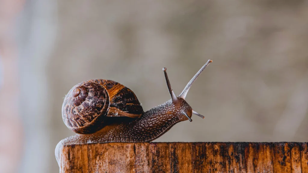 Unisex Snail Names