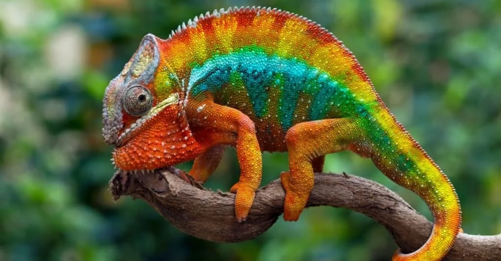Veiled Chameleon Names