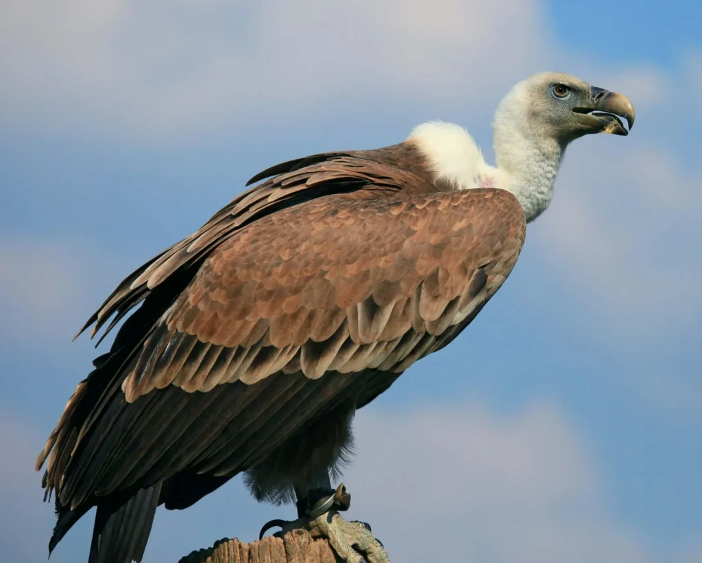 Vulture Nicknames