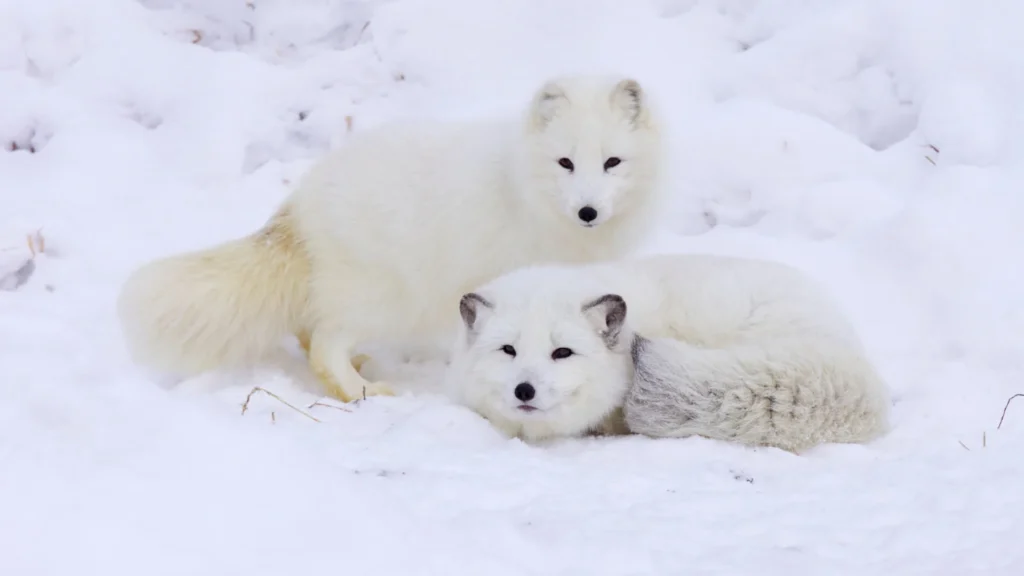 White Fox Names