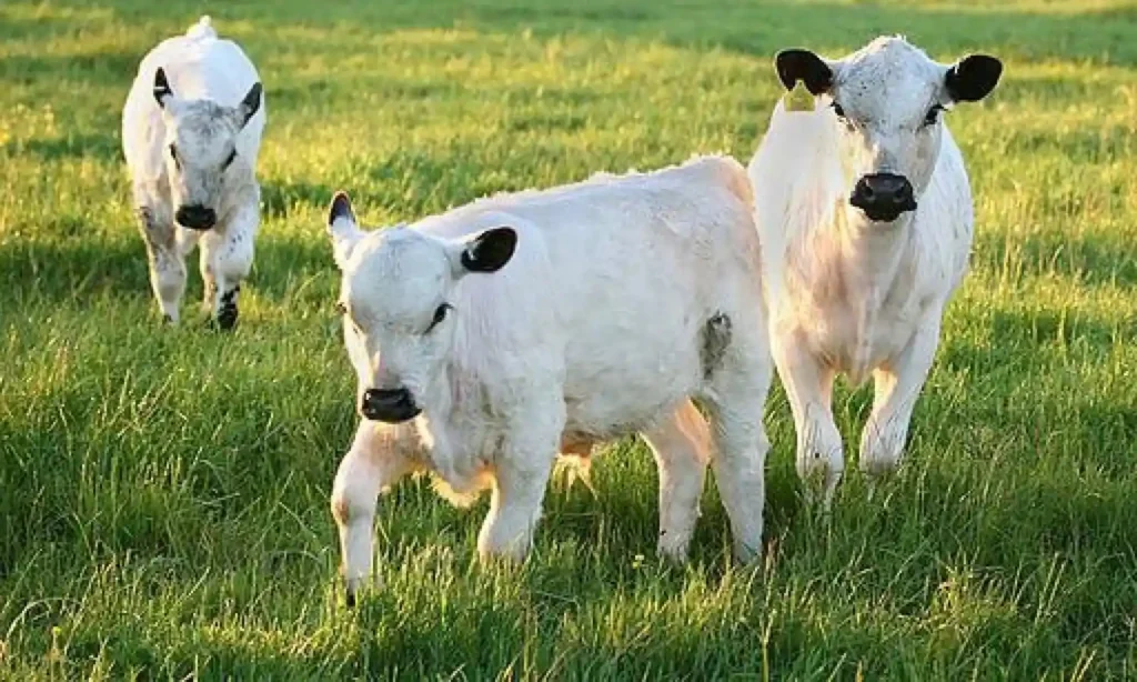 Wild Calf Names