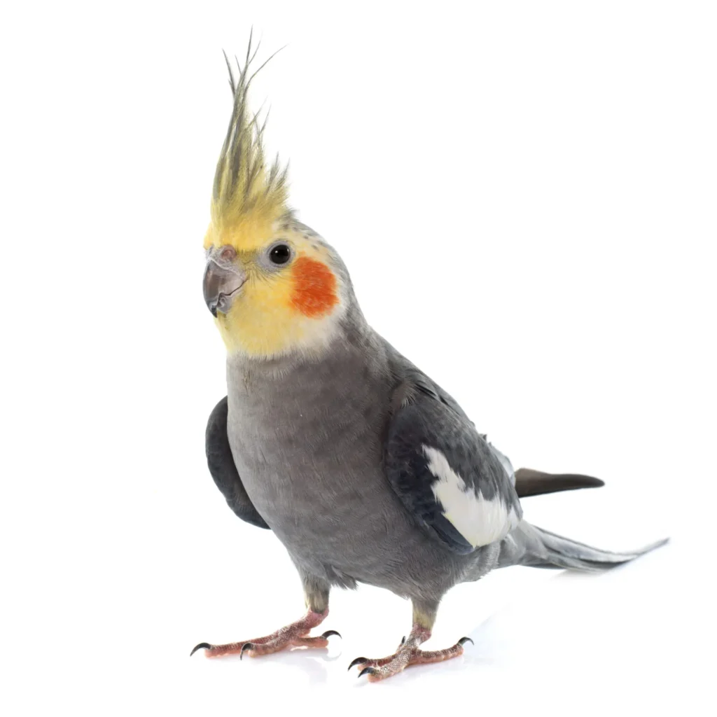 Wild Cockatiel Names