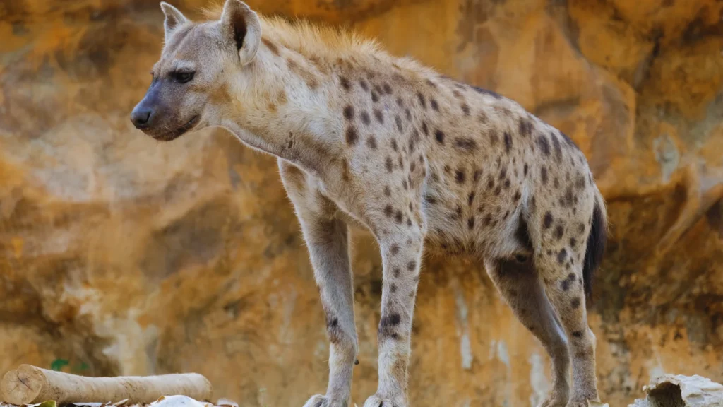 Wild Hyena Names