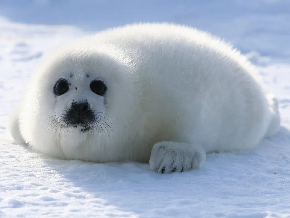 Wild Seal Names