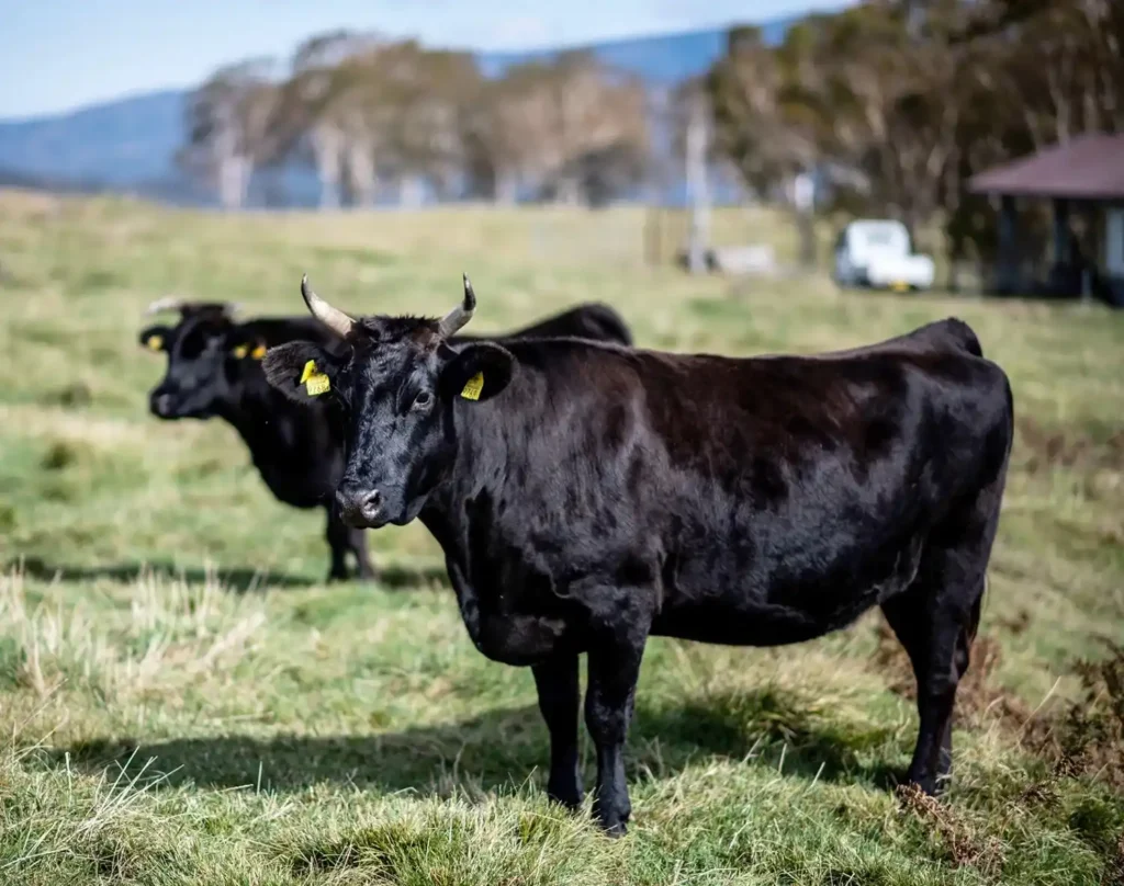 Wild Steer Names