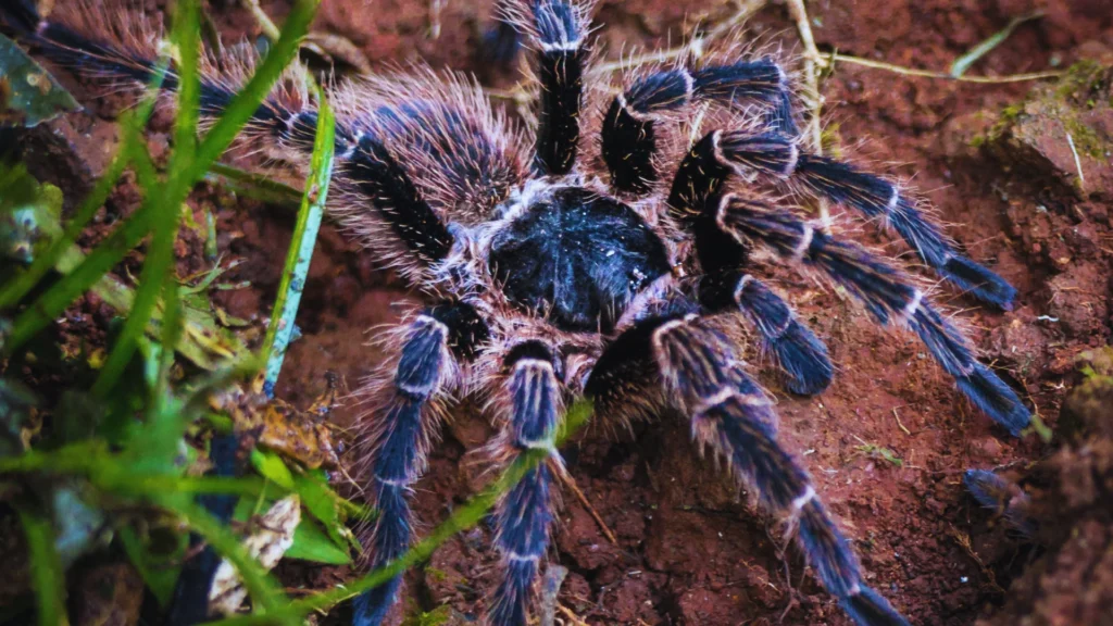Wild Tarantula Names