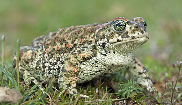 Wild Toad Names