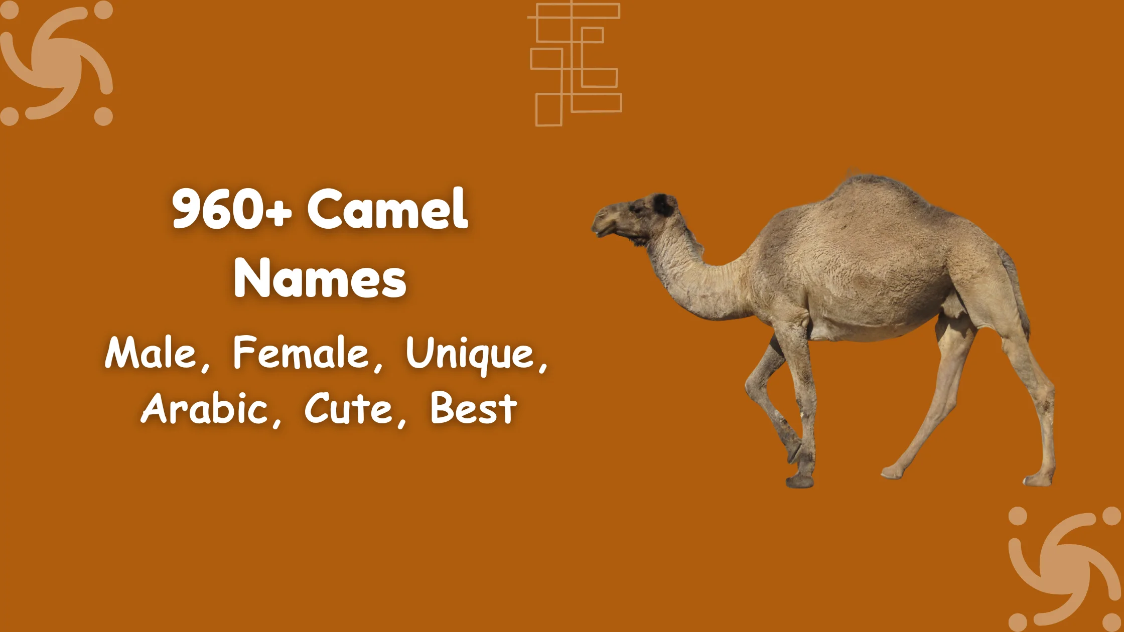 Camel Names