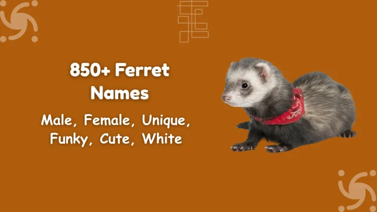 Ferret Names
