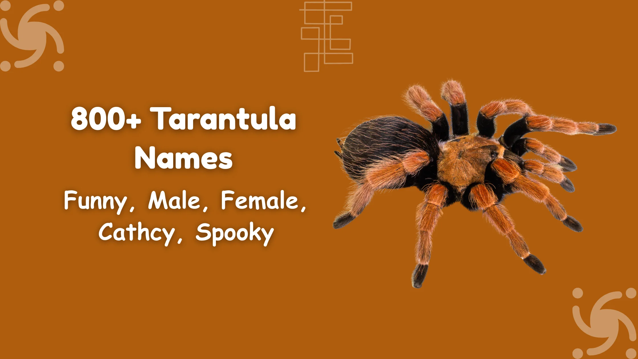 Tarantula Names