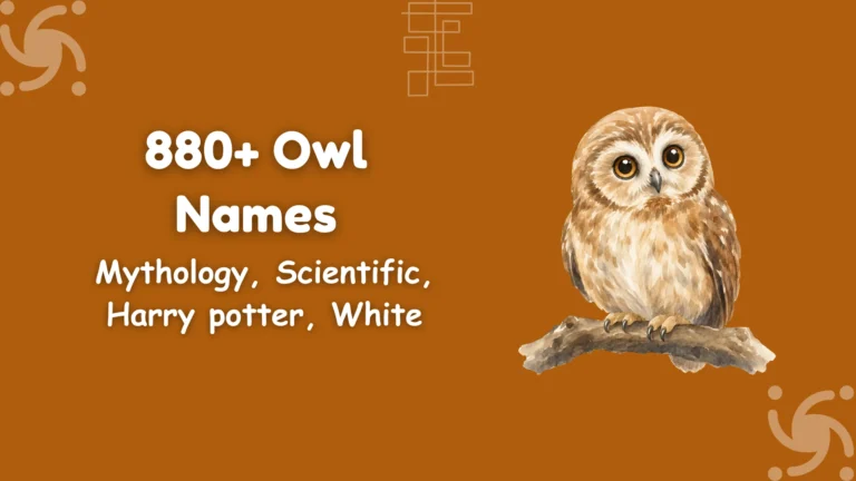 Owl Names