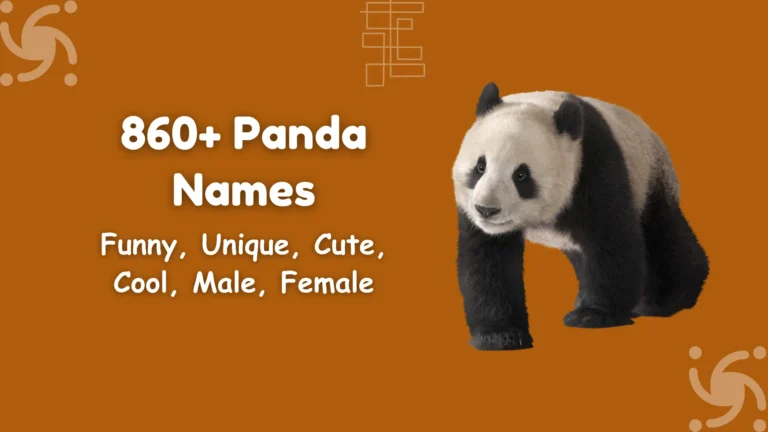 Panda Names