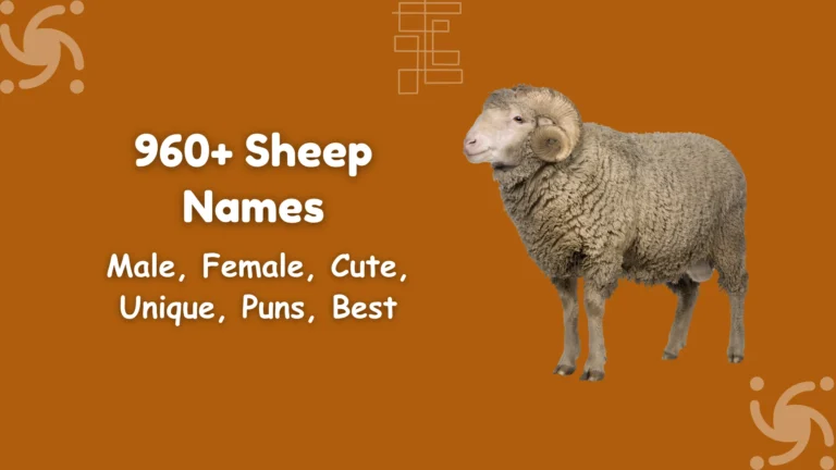 Sheep Names