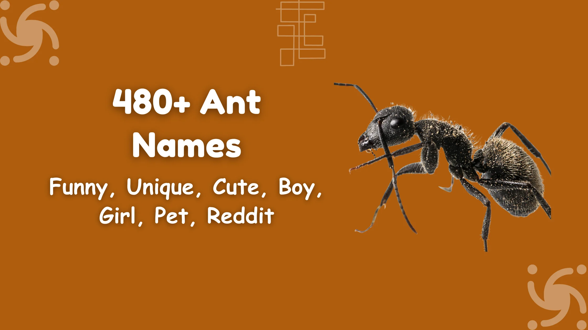 Ant Names