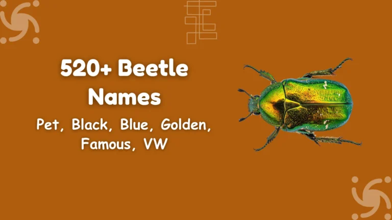 Beetle Names