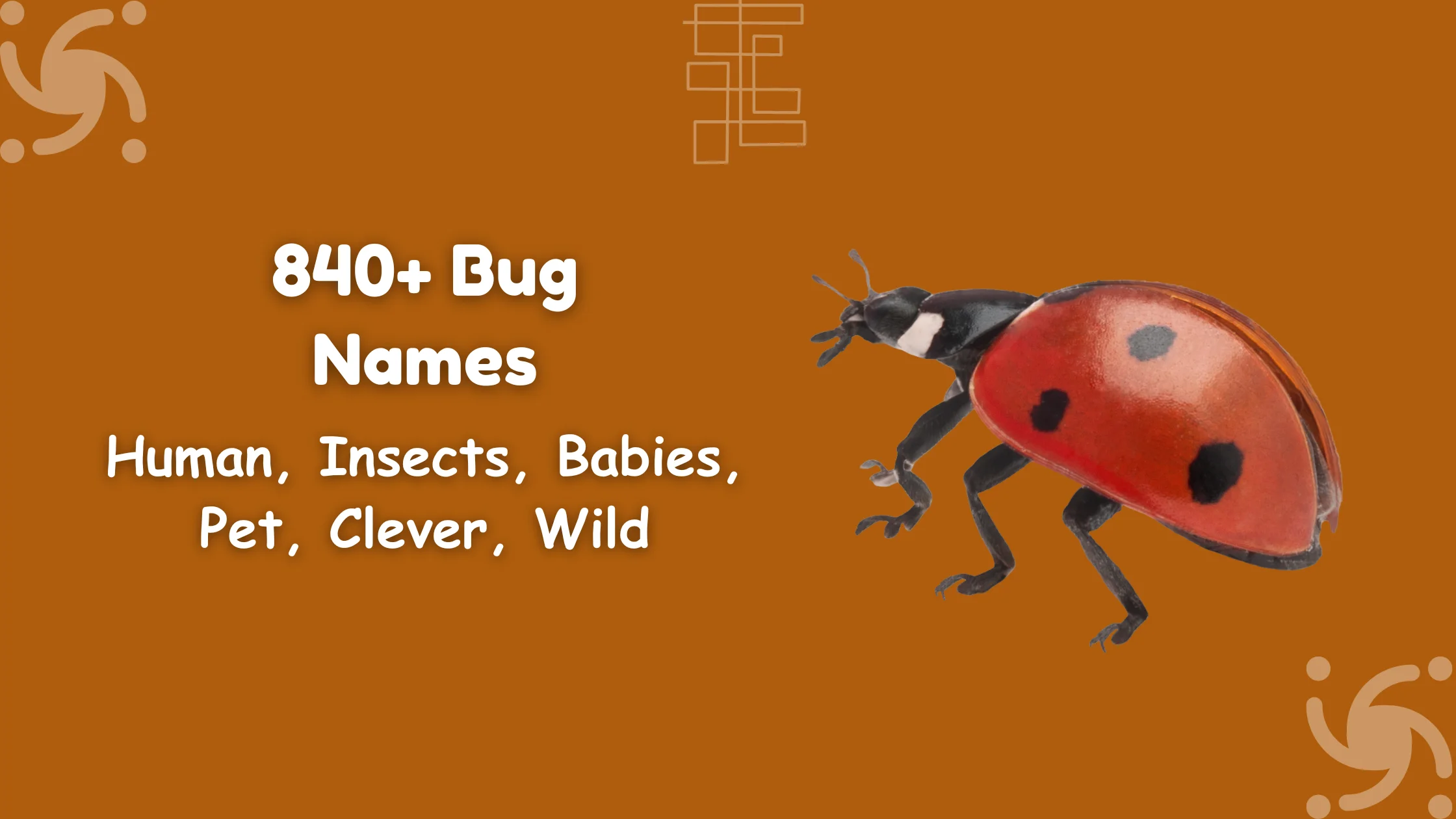 Bug Names