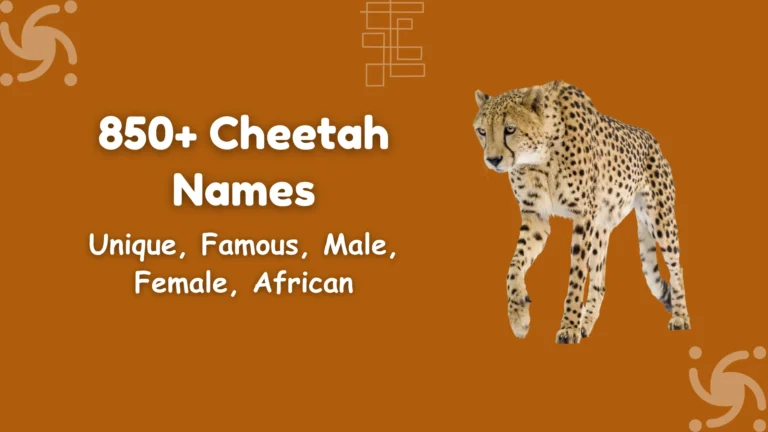 Cheetah Names