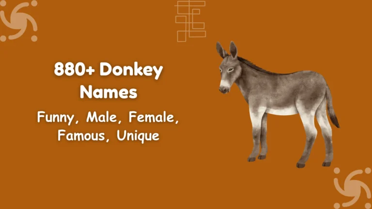 Donkey Names