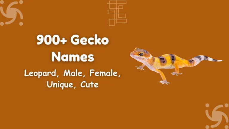 Gecko Names
