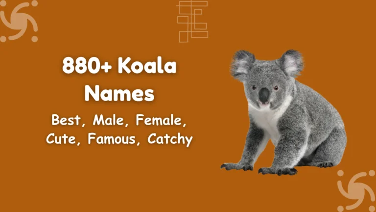 Koala Names