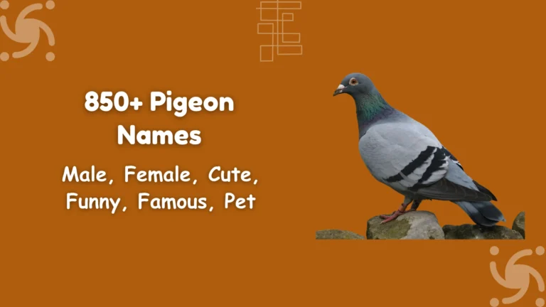 Pigeon Names