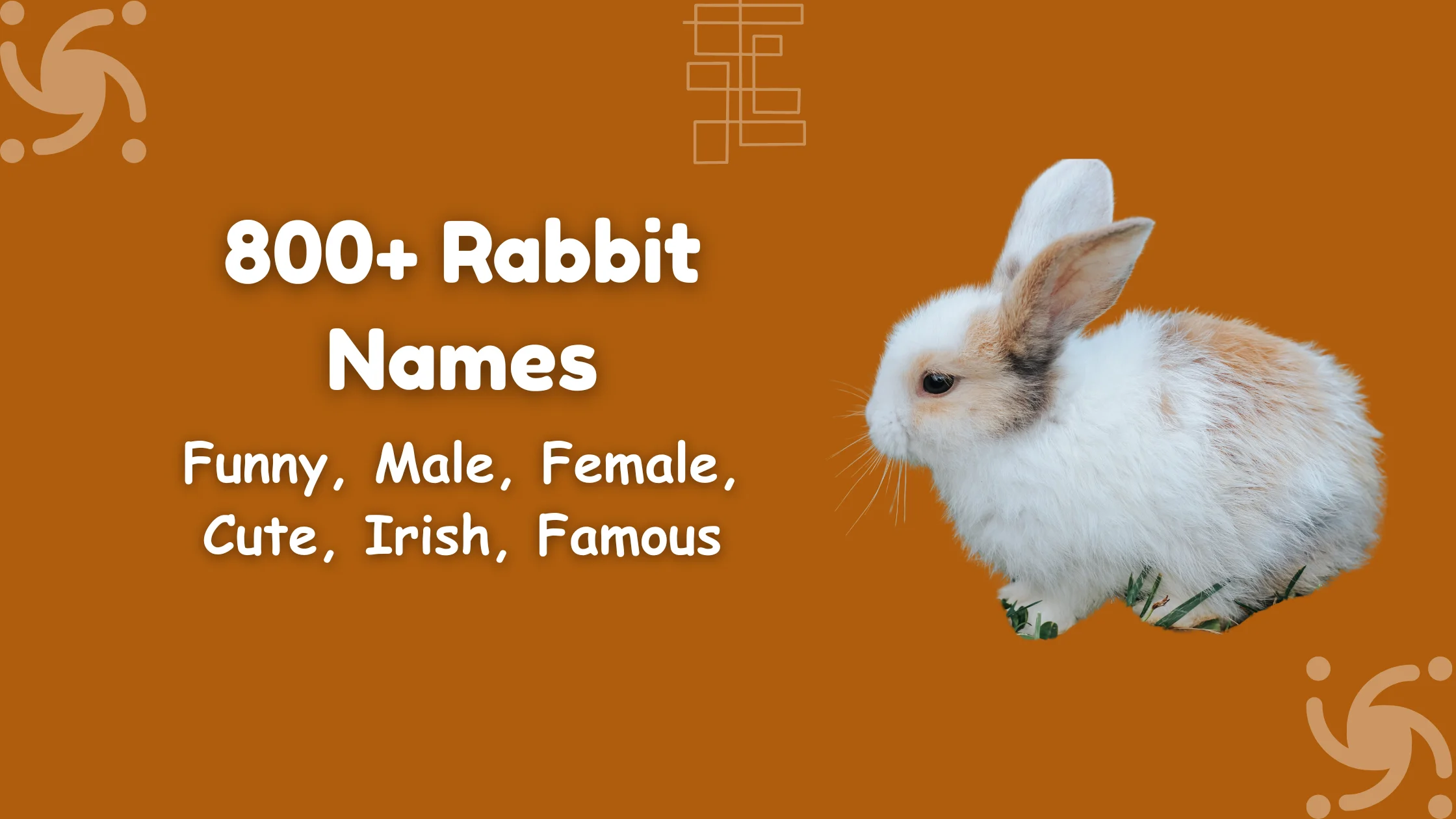 Rabbit Names