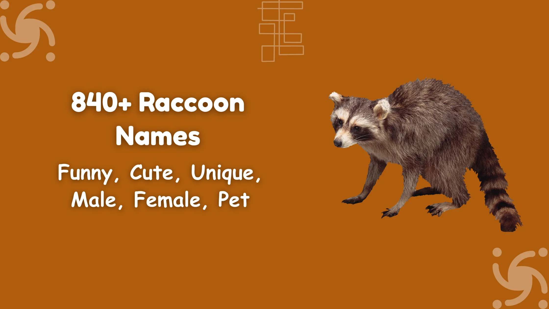 Raccoon Names